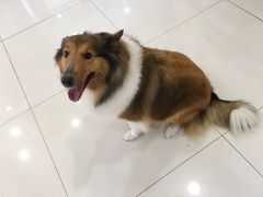 -神采飞扬宠物美容(香港路店)