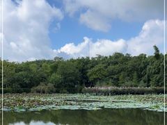 -大屏嶂森林公园