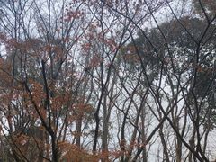 -秋霞圃