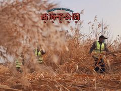 -西海子公园