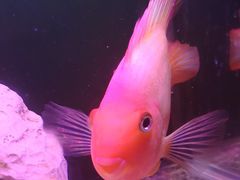 -奥林匹克体育中心游泳馆