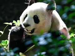 -成都大熊猫繁育研究基地