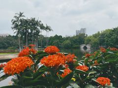 -荔湾湖公园