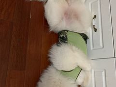 -爱侣宠医·鹦鹉专科·小型哺乳类·异宠专科(灵石路店)