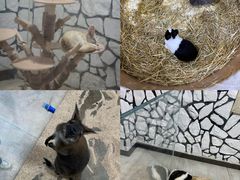 -海合安武汉极地海洋公园