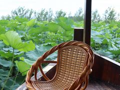 -池杉湖湿地公园