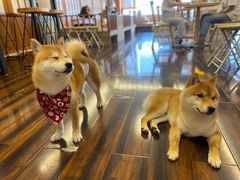 -豆柴町-柴犬主题狗咖(红鼎国际C座店)