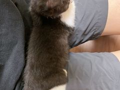 -楼上猫咖(罗湖店)