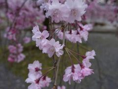 -醍醐寺