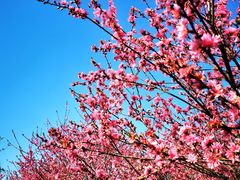 -南汇桃花村