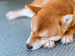 -柴源莊·柴小宠柴犬咖啡