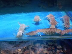 -四海蒸鲜蒸汽海鲜自助(北戴河店)