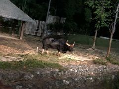 -清迈夜间动物园