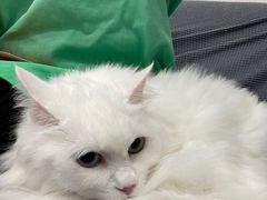 -创凡宠物医院·骨专科  猫科中心(西乡分院)