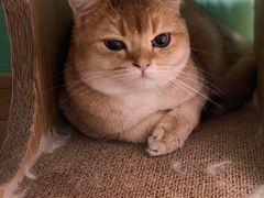 -猫在这儿猫咪咖啡馆·撸猫馆