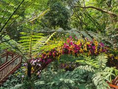 -深圳仙湖植物园