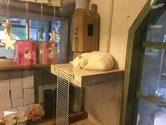 -猫咪博物馆(顶澳仔猫街店)