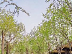 -西青郊野公园