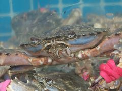 -宾朋海鲜特色美食餐厅·纯手工鲅鱼水饺(兴海路店)