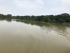 -大湾区中央湿地公园