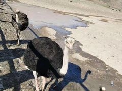 -新疆天山野生动物园