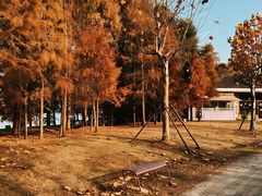 -上海海湾国家森林公园