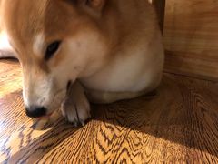 -柴务处·柴犬主题狗咖