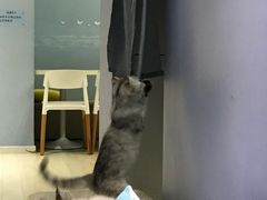 -喵的天空名猫咖啡馆·撸猫·猫舍·用品