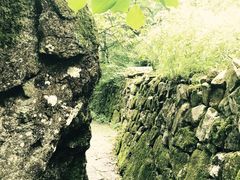 -天目山大树王景区