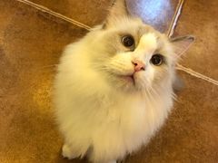 -李小姐の猫咖啡馆(五角场店)
