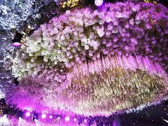 -东方御花园酒店