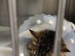 -达爱动物医院·犬猫分区·CT·复杂眼科(远洋山水分院)