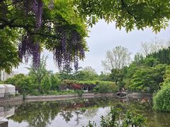 -嘉定紫藤园