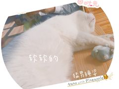 -猫的茶·猫咖