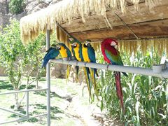 -西霞口神雕山野生动物世界