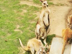 -西霞口神雕山野生动物世界