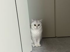 -艾吉宠物医院·疑难杂症转诊中心·猫友好(碧江路院)