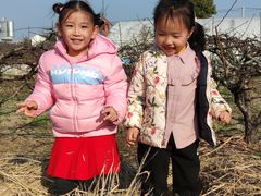 -樂桃源奉贤黄桃种植采摘基地