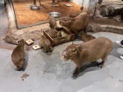 -Zoolung Zoolung动物主题公园(海信广场店)