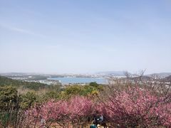 -香雪海
