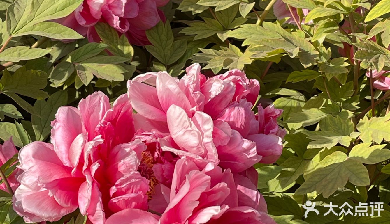 洛阳牡丹，当之无愧的花魁[亲亲][亲亲][亲亲]
