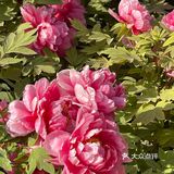 洛阳牡丹，当之无愧的花魁[亲亲][亲亲][亲亲]