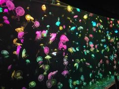 -珠海横琴长隆《卡卡虎奇遇记》