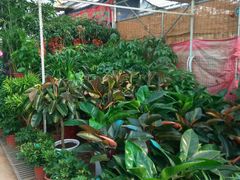 -秦美花卉(天朗·莱茵小城2期店)