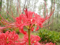 -合肥滨湖国家森林公园