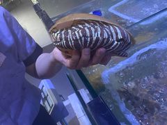 -蟹老板的海鲜