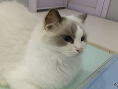 -喵的天空名猫咖啡馆·撸猫·猫舍·用品