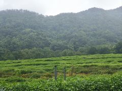 -中国茶叶博物馆(双峰馆区)