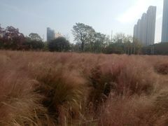 -艾溪湖湿地公园