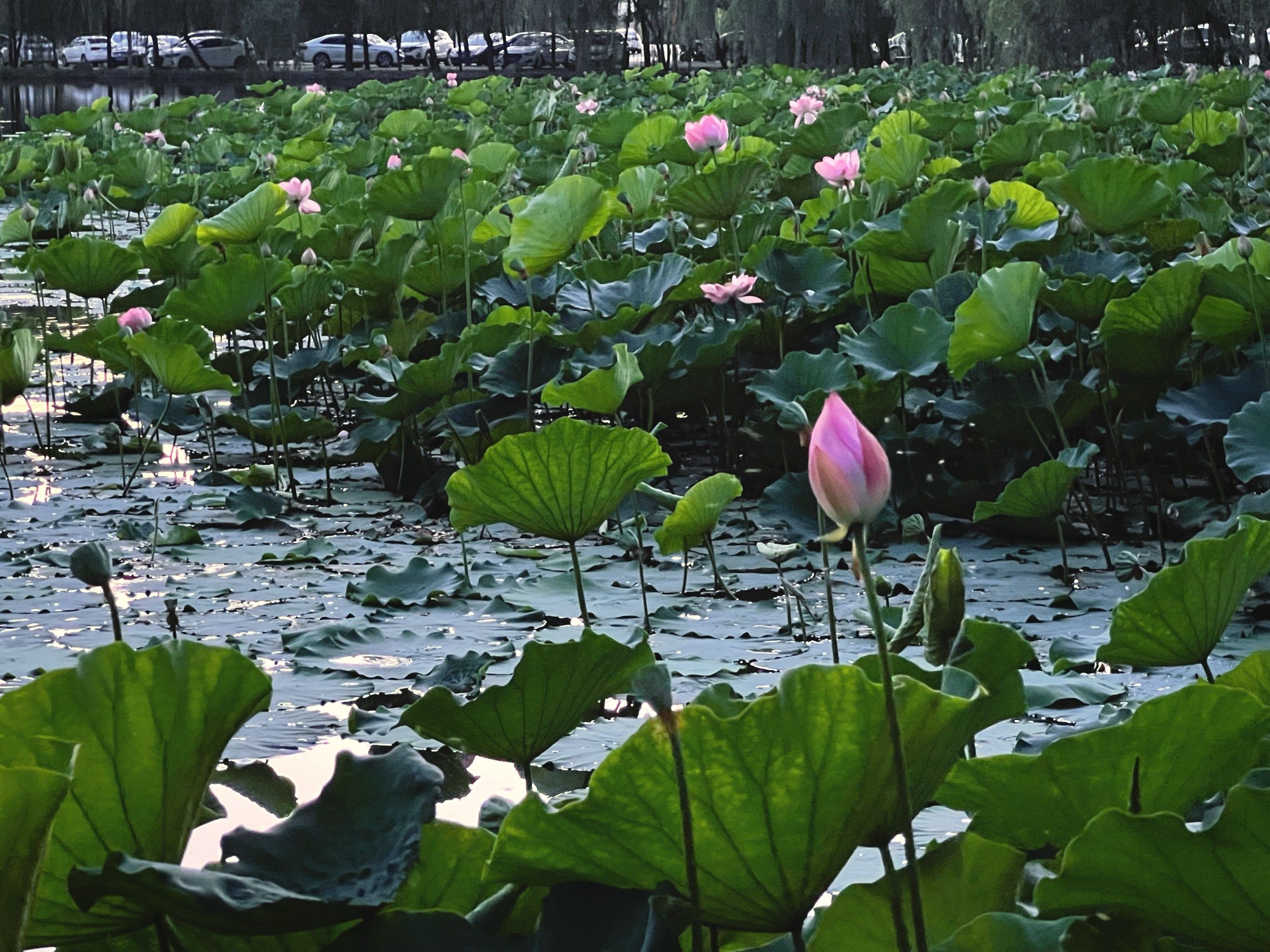 夏日清凉风光